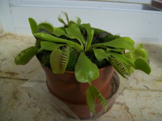 My Venus fly-trap :)